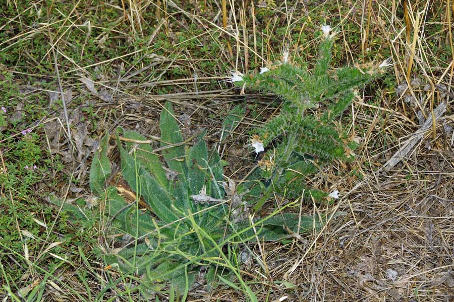 Echium italicum